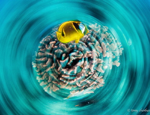 Butterfly in a Whorl (slow shutter spin) by Tony Cherbas 